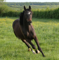 Vente de cheval : nirvana ls d'ors